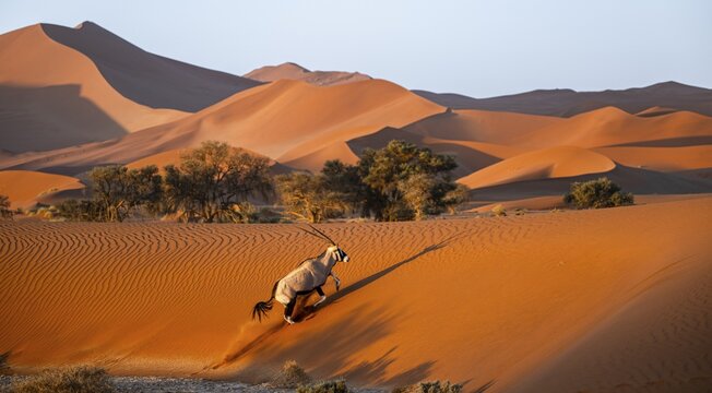 Oryx gazella, oryx antelope walking in front of the red sand dunes of the Namib Desert, Sossusvlei region, Namib-Naukluft Park, Namibia