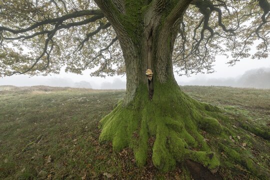 English oak (Quercus robur) with fungal infestation in fog, Emsland, Lower Saxony, Germany