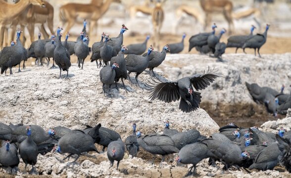 Helmeted guinea fowl (Numida meleagris), flock at the waterhole, Nxai Pan National Park, Botswana