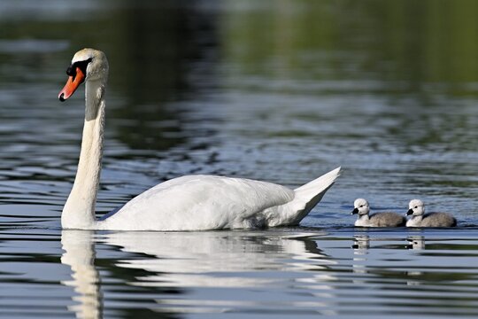 Mute swan (Cygnus olor), male with two chicks swimming in Lake Zug, Canton Zug, Switzerland