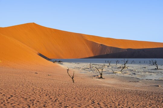 Dead camel thorn trees (Vachellia erioloba), red sand dunes, white salt pan, Dead Vlei, Sossusvlei, Namib Desert, Namib-Naukluft Park, Namibia