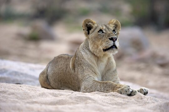 Lion (Panthera leo), adult female, attentive, observing, sitting in dry riverbed, Sabi Sand Game Reserve, Kruger National Park, South Africa
