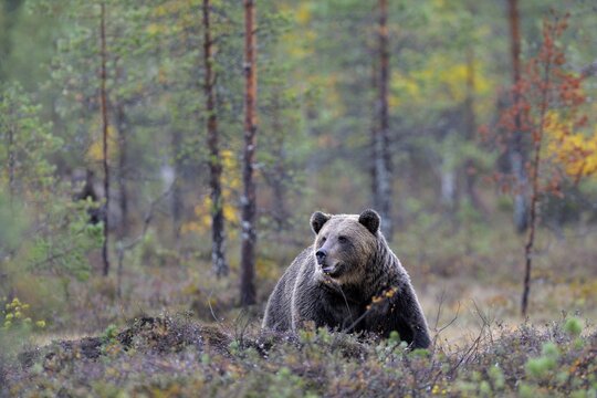 Brown Bear (Ursus arctos) in the autumnally coloured taiga or boreal forest, border area to Russia, Kuhmo, Karelia, Finland