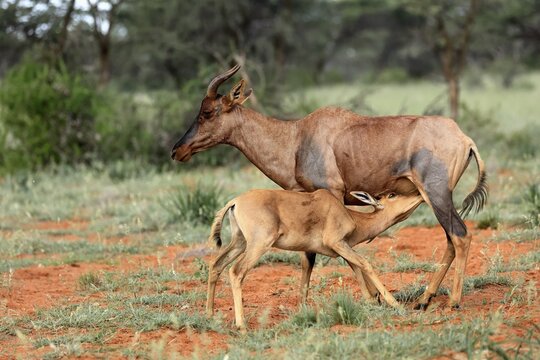 Tsessebe (Damaliscus lunatus), lyrebird, crescent moon antelope, adult, female, juvenile, suckling, Mokala National Park, Northern Cape, South Africa