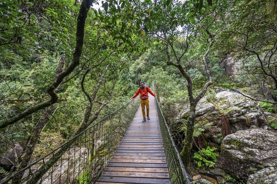 Young man on a suspension bridge in dense forest, Graskop Gorge or Graskopkloof, Graskop, Mpumalanga, South Africa