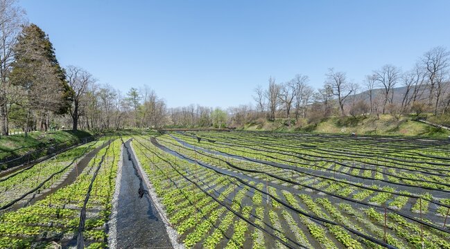 Rows of Wasabi plants in water, Wasabi cultivation, Daio Wasabi Farm, Nagano, Japan