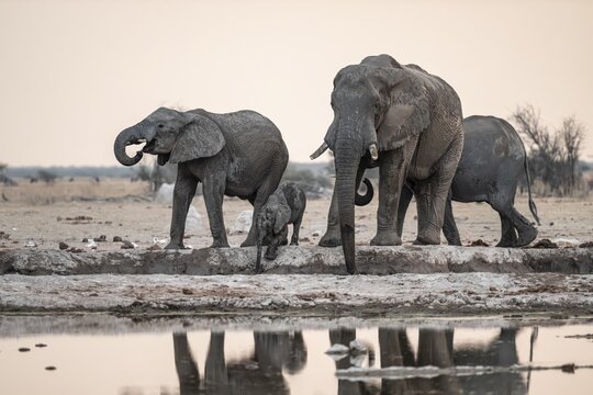 Animal family with baby elephant, African elephants (Loxodonta africana), drinking at the waterhole, dramatic reflection in the water, Nxai Pan National Park, Botswana