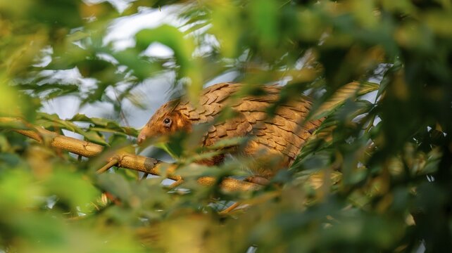 Pangolin climbing a tree, White-bellied pangolin (Phataginus tricuspis, Manis tricuspis), Western Region, Pangolin Rescue Centre, Uganda