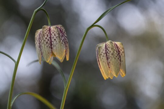 Snake's Head Fritillary (Fritillaria meleagris), Emsland, Lower Saxony, Germany