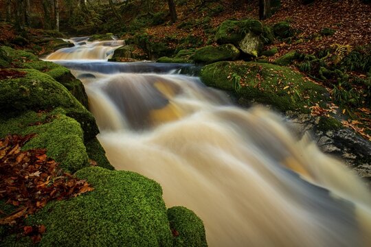 Mountain stream in autumnal deciduous forest, Glendalough, Wicklow, Ireland
