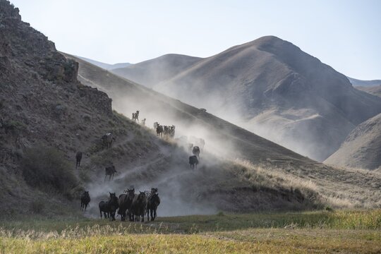 Herd of horses galloping over a hill, mountains behind, Kyrgyzstan