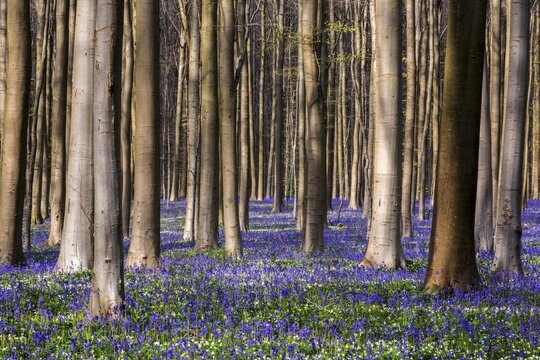 Bush anemone (Anemonoides nemorosa) and blue flowering bluebells (Hyacinthoides non-scripta) in the copper beech (Fagus sylvatica) forest, Hallerbos, near Halle, province of Flemish Brabant, Belgium