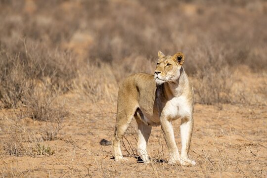 Lioness (Panthera leo) walking on dry ground, Kgalagadi Transfrontier National Park, Northern Cape, South Africa
