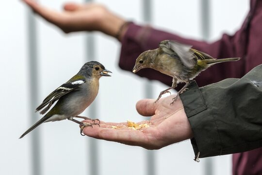 Two Madeira (Fringilla coelebs maderensis) chaffinches, sitting and eating out of hand, being fed, Madeira, Portugal
