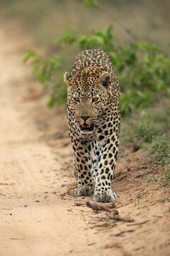 Leopard (Panthera pardus), adult, running, Sabi Sand Game Reserve, Kruger National Park, South Africa