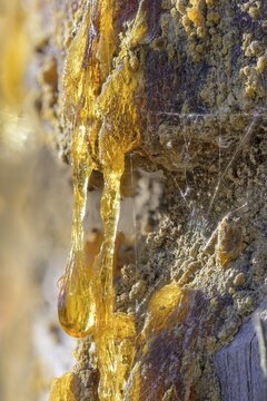 Tree resin of a european black pine (Pinus nigra), Bad V&ouml;slau, Lower Austria, Austria