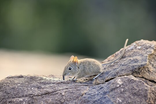 Short-eared Trunked Shrew (Macroscelides probosideus), Short-eared Elephant Shrew, Short-eared Trunked Shrew, adult, foraging, alert, Mountain Zebra National Park, Eastern Cape, South Africa