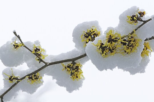 Witch hazel (Hamamelis mollis Pallida in the snow, Emsland, Lower Saxony, Germany