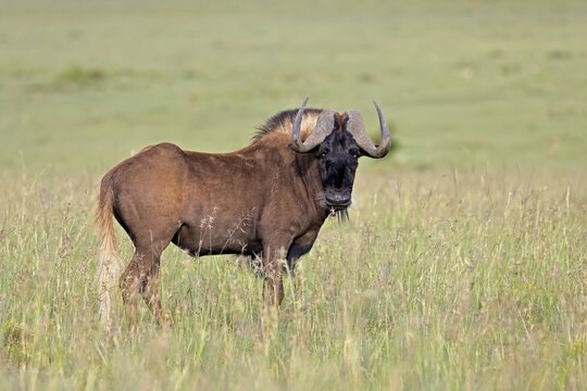 White-tailed wildebeest (Connochaetes gnou), adult, alert, Mountain Zebra National Park, Eastern Cape, South Africa