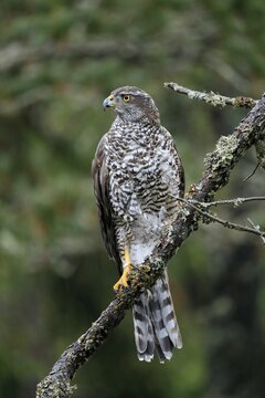Northern goshawk (Accipiter gentilis), adult, alert, perch, Zdarske Vrchy, Bohemian-Moravian Highlands, Czech Republic