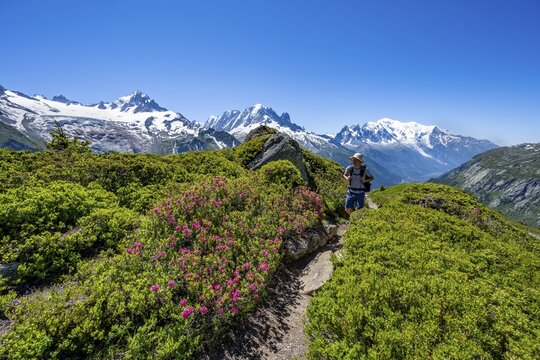 Mountaineer on hiking trail between alpine roses, mountain panorama with glaciated mountain peaks, Aiguille Verte with Aiguille du Midi and Mont Blanc, hike to Aiguillette des Posettes, Chamonix, Haute-Savoie, France