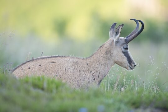 Chamois (Rupicapra rupicapra), Vosges, Alsace-Lorraine, France