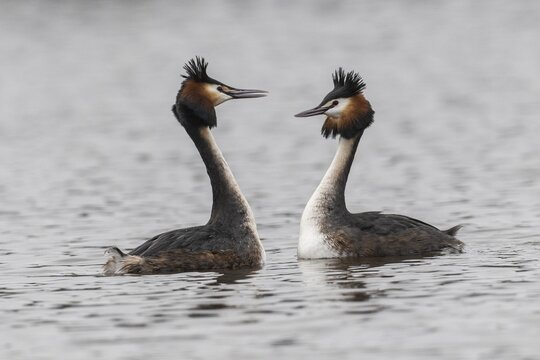 Great Crested Grebe (Podiceps Scalloped ribbonfish), courtship display, Emsland, Lower Saxony, Germany