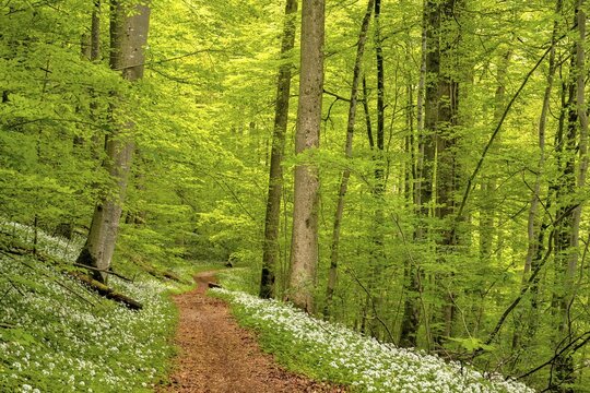 Hiking trail through Common beeches forest (Fagus sylvatica), with flowering Ramsons (Allium ursinum), Sihlwald Wilderness Park, Canton Zurich, Switzerland