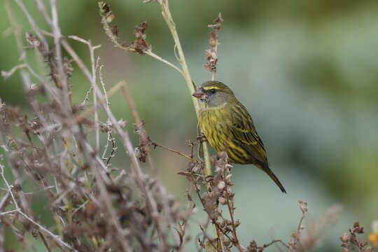 Black-chinned Seedeater (Crithagra scotops), Forest Seedeater, adult, male, foraging, on wait, Kirstenbosch Botanic Gardens, Cape Town, South Africa