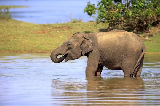 Sri Lankan Elehpant (Elephas maximus maximus), adult male in the water, drinking, Udawalawe National Park, Sri Lanka