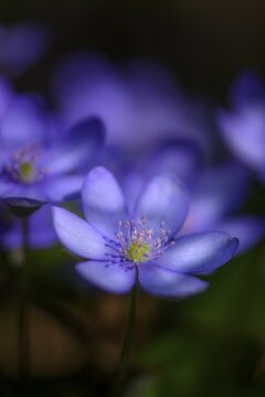 Blue Liverwort (Hepatica nobilis), Bavaria, Germany