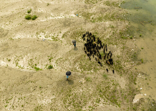Aerial view of shepherds with umbrellas tending to a herd of goats on a sandy riverbank with patches of green vegetation and nearby water Bogura, Rajshahi Division, Bangladesh.