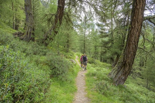 The Herrenweg leads through an old larch forest, Matschertal, Mals, South Tyrol, Italy