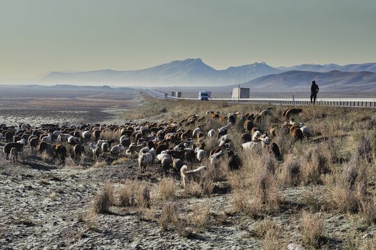 Sheep herd along the road to Mount Ararat, Dogubayazit, Turkey