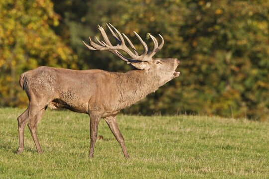 Roaring Red Deer (Cervus elaphus), captive, Lower Saxony, Germany