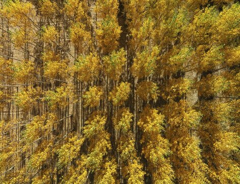 European Aspen (Populus tremula) in autumnal colours. Cultivated for timber. Aerial view. Drone shot. Granada province, Andalusia, Spain