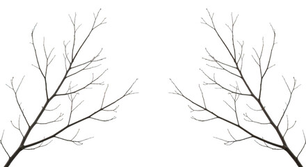 Fototapeta premium Bare winter tree branches without leaves isolated on a with dead tree