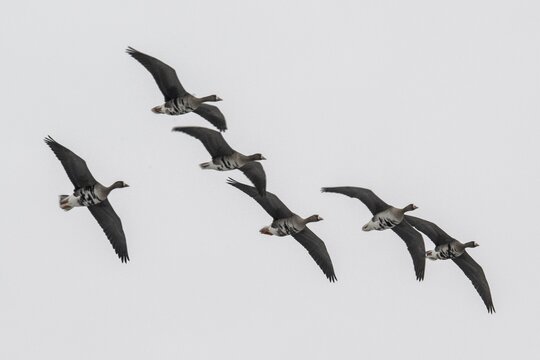 White-fronted geese (Anser albifrons), Lower Saxony, Germany