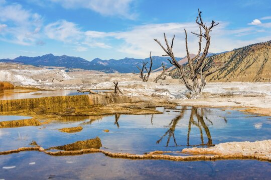 Dead trees on sinter terraces, hot springs, orange mineral deposits, Palette Springs, Upper Terraces, Mammoth Hot Springs, Yellowstone National Park, Wyoming, USA