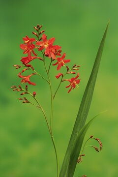 Montbretia (Crocosmia x crocosmiiflora), flowering, Elllerstadt, Germany