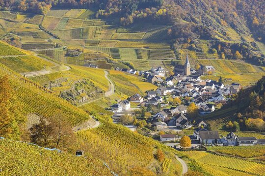 Vineyards in autumn, Mayscho&szlig; with parish church, red wine growing region Ahrtal, red wine of the Pinot Noir and Portugieser grape is grown here, Eifel, Rhineland-Palatinate, Germany