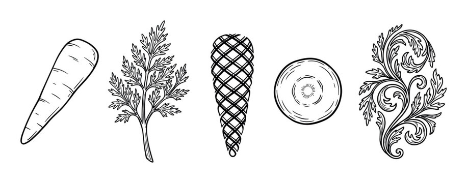 Carrot vegetable root leaves cross-section and decorative botanical elements in a hand-drawn black and white line art illustration style.