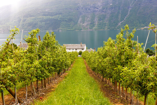 Slow rural Norway with quiet apple orchards descending toward Hardangerfjord in Lofthus, framed by still water, mountain fog and everyday countryside life in western Scandinavia.