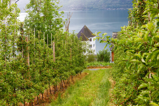 Nordic countryside traditions reflected in apple orchards above Hardangerfjord in Lofthus, where green rows of trees meet calm water and steep mountain landscapes of western Norway.