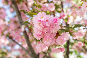 Fototapeta premium blooming pink cherry blossom flowers on sakura tree. Soft focus floral background with delicate petals and warm sunlight. Springtime nature scene, romantic seasonal flowers in garden.