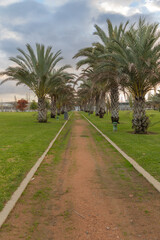 Obraz premium Detailed line art of a greenhouse filled with tropical plants, including a prominent palm tree. An inviting path leads to its entrance, surrounded by lush foliage. Perfect for botanical garden concep