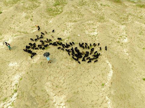 Aerial view of a herd of black pigs grazing on dry cracked earth with two people standing nearby in Bogura, Rajshahi Division, Bangladesh.