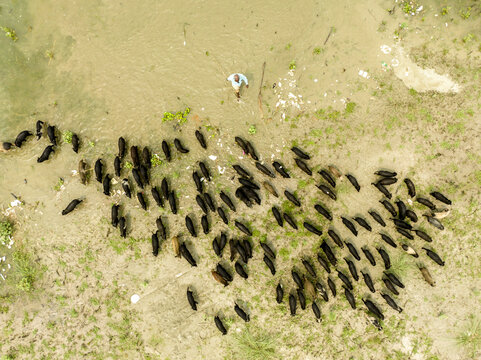 Aerial view of a large herd of black pigs being herded by a man across a sandy riverbank near the water in Bogura, Rajshahi Division, Bangladesh.
