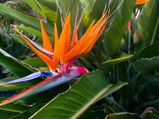 Tropical flowers Strelitzia as known as bird of paradise flower close-up  © Liubou