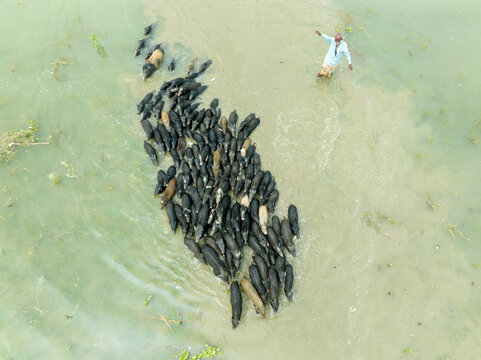 Aerial view of a large herd of pigs wading through shallow river water guided by a man in Bogura, Rajshahi Division, Bangladesh.